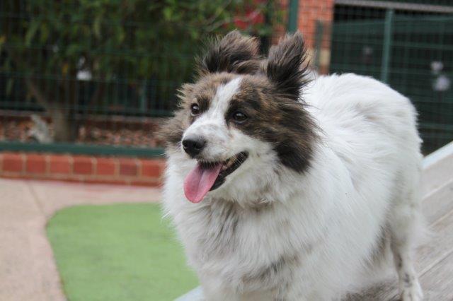 A small cute white and brown fluffy dog