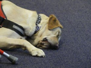 A guide dog is facedown on th carpet next to a cane
