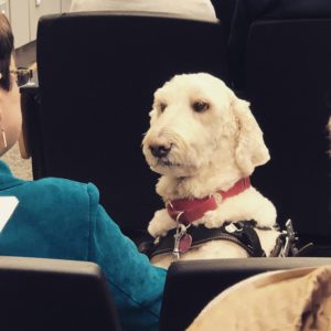 A guide dog looks at its owner while the owner listens to a talk. The guide dog looks unhappy